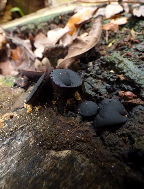Maturing fruit bodies on oak in the New Forest, UK.